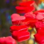 Abertura de Caminhos Amorosos